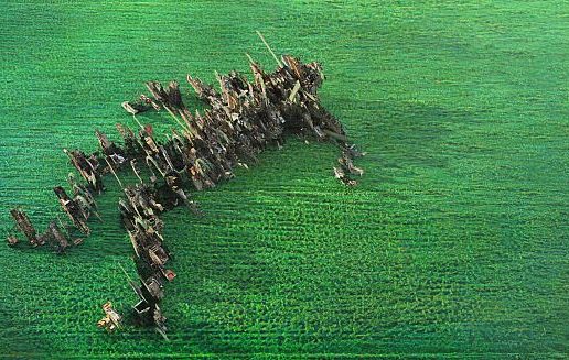 #htmlcaption_20553 Squid – ‘BRIGHT GREEN FIELD’ – jerking and dancing in all directions at once